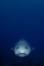 Das wärmste wasser im winter hat 4°c und sinkt somit wieder wegen der höheren dichte nach unter. 140 Blobfish Ideen Hassliche Tiere Tiefsee Wesen Ungewohnliche Tiere