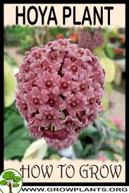 You can also neem oil or insecticidal soaps to deter pests & diseases problem. Hoya Plant How To Grow Care