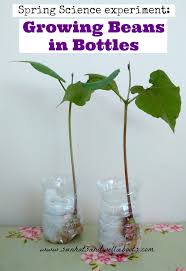 Outdoor plants tall plants planting flowers poisonous plants garden design perennials flowers perennials plants garden backdrops. Sun Hats Wellie Boots How To Grow Beans In Bottles