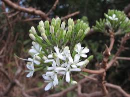 Image result for Pavetta cataractarum