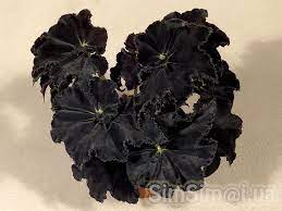 Beauty Will Save The World Begonia Black Mamba Begonia Pretty Plants Colorful Plants