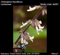 Image result for Orthosiphon thymiflorus