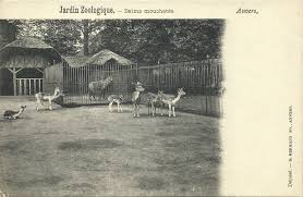 Het Hertenverblijf In De Zoo Te Antwerpen Vermoedelijk Kort Na De Bouw Ervan Omstreeks 1900 Antwerpen Steden Bouw