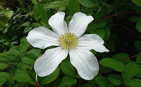Clematis x huldine (huldine clematis) 'huldine' is considered one of the best repeat blooming white clematis, blooming july through october. Huldine Clematis 1 Gallon Trellis Vines Perennial Clematis All Togogarden