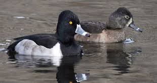 Grey Bird With Black And White Striped Head Ring Necked Duck Aythya Collaris Bird Life List Canada Wildlife Duck