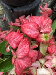 Image result for Mussaenda elegans