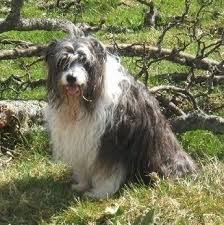 Bearded Collie Dog Breed Information And Pictures