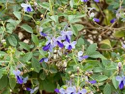 Image result for Clerodendrum abilioi
