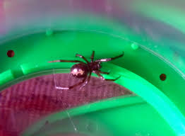 Ob er die spinne verjagen konnte, ist nicht bekannt. Falsche Witwe Giftspinne Hat Sich In Deutschland Angesiedelt
