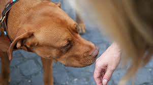 In a split second, they can be at each other's throats. Does Home Insurance Cover Dog Bites Economical Insurance