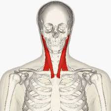 12 (4 superficial + 3 mobile wad + 5 deep). The Muscle Group Primarily Responsible For Pulling The Upper Body To A Vertical Position Is Called The Erector Spinae Muscles Description F Anatomy Muscl