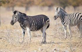 The black zebra 100% aluminum suitcase (now ships in 48h from the order) a. Pictures Rare Black Zebra With No Stripes Caught On Camera Nature News Express Co Uk