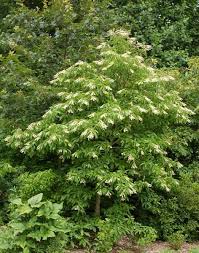 On a sizeable tree, the bark will be gray and blocky, and so it does look a little bit like a dogwood, or even a persimmon. Sourwood Trees For Sale Oxydendrum Arboreum Ready To Grow Trees