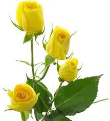 Check out our purple yellow roses selection for the very best in unique or custom, handmade pieces from our shops. Nskon Beautiful Imported Yellow Rose Plant Seed Price In India Buy Nskon Beautiful Imported Yellow Rose Plant Seed Online At Flipkart Com