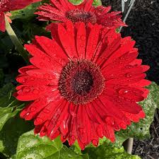 Image result for Gerbera jamesonii