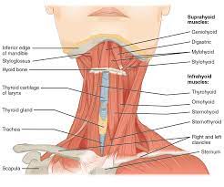 Broadly considered, human muscle—like the muscles of all vertebrates—is often divided into striated muscle, smooth muscle, and cardiac muscle. The Anterior Muscles Of The Human Neck Comparative Oral Ent Biology Openstax Cnx
