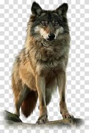 Black Wolf Illustration Drawing Dog Youtube Wolf Transparent Background Png Clipart Hiclipart
