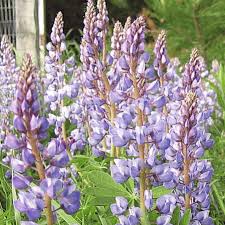 Maybe you would like to learn more about one of these? Lupinus Perennis Wild Lupine Wildflower Seed