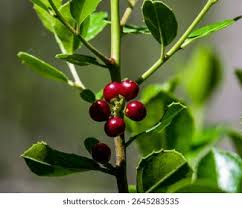 Image result for Rhamnaceae