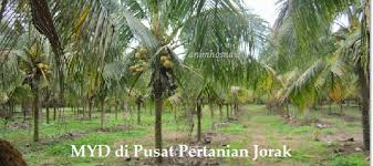 Pertumbuhan maksimal yang akan didapatkan dari tanaman dalam penyerbukan silang yang dilakukan tanaman kelapa. Kegunaan Sabut Kelapa Bagi Tanaman Arena Mesin Harga Jual Alat