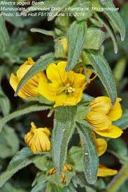 Image result for Alectra picta