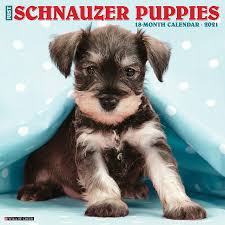 The miniature schnauzer is the smallest and most popular of the schnauzers, and it originated in germany during the late 1800s.the miniature schnauzer was developed by breeding the standard schnauzer down in size. Just Schnauzer Puppies 2021 Wall Calendar Dog Breed Calendar Willow Creek Press 0709786057610 Amazon Com Books