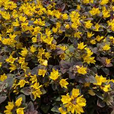 Image result for Lysimachia djalonis