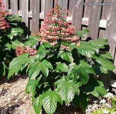 If you're not happy with your product, let us help you with a return or replacement. Clerodendrum Paniculatum Pagoda Flower Orange Tower Flower Clerodendron Toptropicals Com