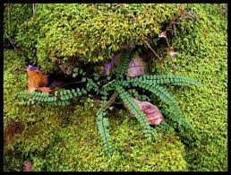 Image result for Asplenium trichomanes