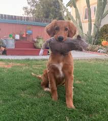 The golden irish is a hybrid dog which is bred by crossing an irish setter with a golden retriever. Meet Pepper My Half Irish Half Golden 6 Month Old Puppy Irishsetter