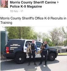 Pin By Jen Kooper On K 9 Heroes With Images Morris County County Sheriffs Morris