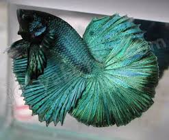 Keeping betta fish with other types of fish can be tricky unless you know what you're getting into. Turquoise Halfmoon Betta Betta Fish Betta Betta Fish Tank