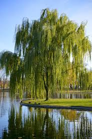 Plante Decorative Salcie Plangatoare Plante Decorative Salcie Plangatoare In 2020 Weidenbaum Baumgarten Trauerweide