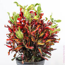 Image result for Croton aceroides