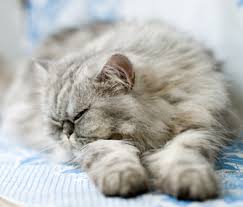 This may happen once in a while, as opposed to every time your pet goes to sleep, and it is considered normal. Why Does My Cat Snore