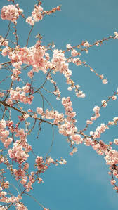 Original Title Wallpaper Dist Dist Originaltitle Wallpaper Original Title Wallpa Cherry Blossom Wallpaper Iphone Spring Wallpaper Spring Wallpaper Ruft diese seite am besten auf eurem iphone auf, um die wallpapers direkt zu speichern und als hintergrundbilder. cherry blossom wallpaper iphone