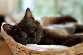 There's are lots of famous names for cats to choose from so if you need inspiration from cats on t.v. Best 102 Disney Cat Names By Kidadl