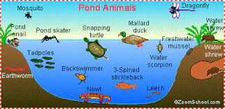 Some animals live in the water (fish, crayfish, tadpoles, etc.), some live above the water (ducks, insects, etc.), and others live in the area. Pond Life Animal Printouts Enchantedlearning Com