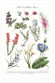 Wild Flower Illustrations Printable Botanical Pages Spring Etsy In 2020 Botanical Flowers Print Botanical Flowers Flower Illustration