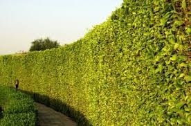 Allow it to grow on top of walls to. The Best Fast Growing Trees For A Natural Fence Hunker Fast Growing Trees Natural Fence Privacy Plants Fast Growing