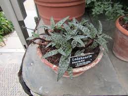 Image result for Ledebouria cordifolia