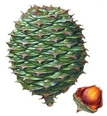 Pink lacebark tree brachychiton discolor. Horticulture Araucaria Bidwillii Seed Pack Size 1 Kg Id 15946658597