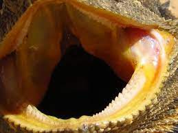 Check spelling or type a new query. Bearded Dragon Teeth And How To Care For Them