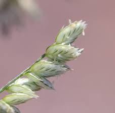 Image result for Eragrostis echinochloidea