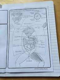 lab report templates interactive science notebook interactive notebooks homeschool science