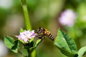 Once you know which animals are at risk, let others in your area know about it. 10 Dangerous And Deadly Animals Lurking In Your Backyard