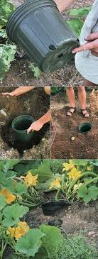 Tips For Growing Squash Jardinage Astuce Jardin Jardins