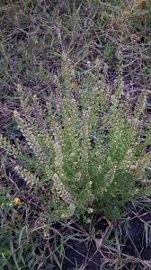 Image result for Lepidium bonariense