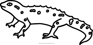 Free printable tokay gecko lizard coloring page for kids to download, lizard coloring pages Gecko Coloring Page Ultra Coloring Pages