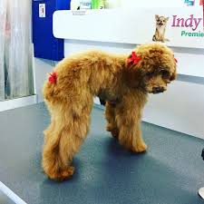 Royal pets has been grooming my pug for many years now. Royal Pet Grooming Brooklyn The Y Guide